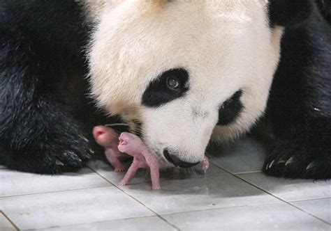 born lucky888 login|Pictured: Baby giant panda born in China .